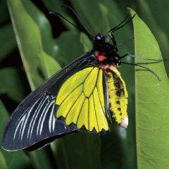 最美麗的蝴蝶—珠光鳳蝶。