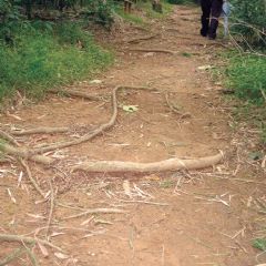 大型植物的根部延伸到步道上，成了最佳的天然階梯。

