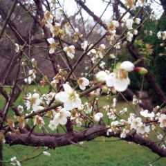 每年初春，梅園的梅花盛開情景。