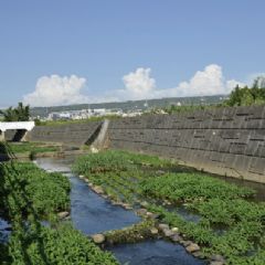 湧泉讓南勢溪終年有水，也生長著許多水生蕹菜。